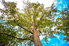 Trusted Douglas, MI Tree Care Experts