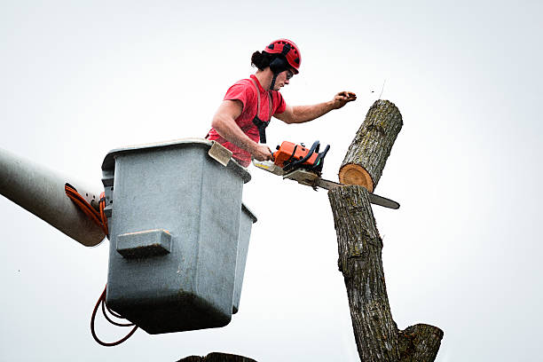 How Our Tree Care Process Works  in  Douglas, MI